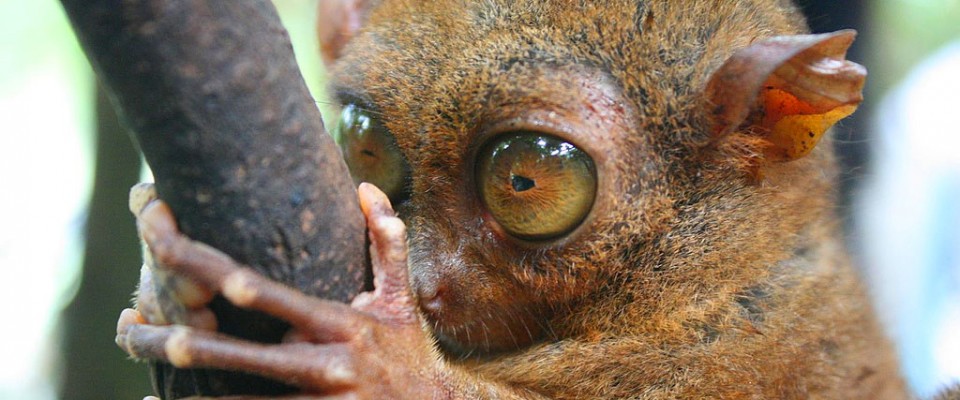 Bohol – chokladkullar och spökdjur